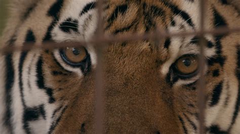 Tiger King Murder, Mayhem and Madness (2020) Season 1 S01 .